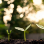 How Carbon Credit Markets are Driving Innovation in Sustainable Finance